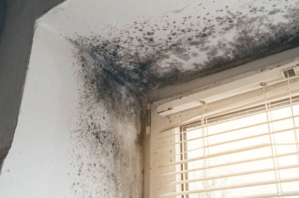 Affordable Basement Mold Removal solutions in Woodland, WA