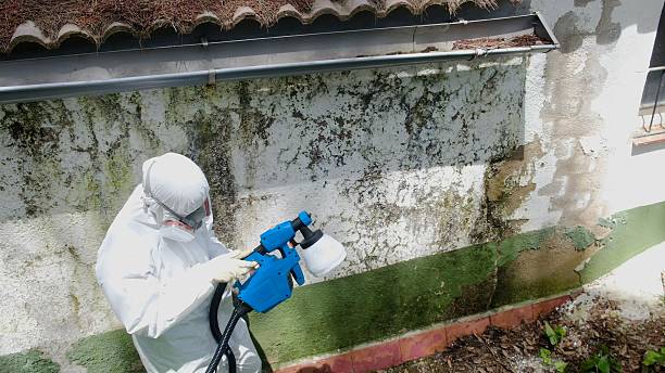 Trusted Mold Testing service in Woodland, WA - Cheap Mold Removal